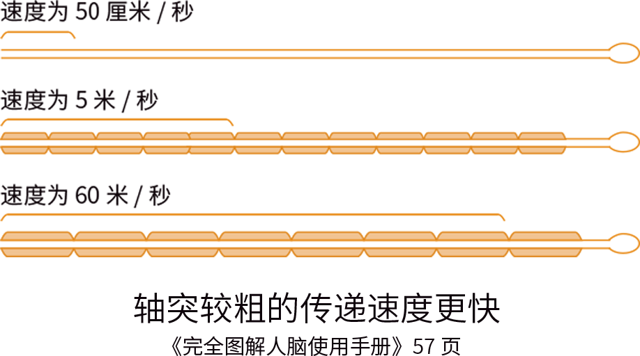 富氧讓你的大腦效率從2G變5G！ image3
